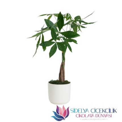 Beton Saksıda Para Ağacı 