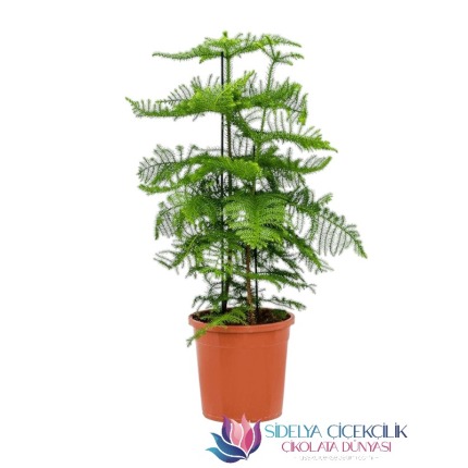 Saksıda  Araucaria Bitkisi