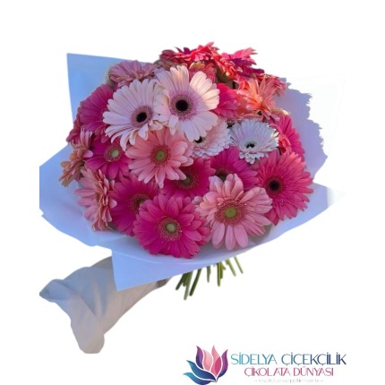 Pembe Gerbera